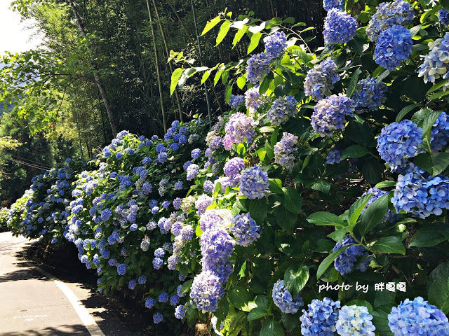 【苗栗 南庄】高山青鱒魚養殖場**紫爆來襲>>繡球花大爆炸
