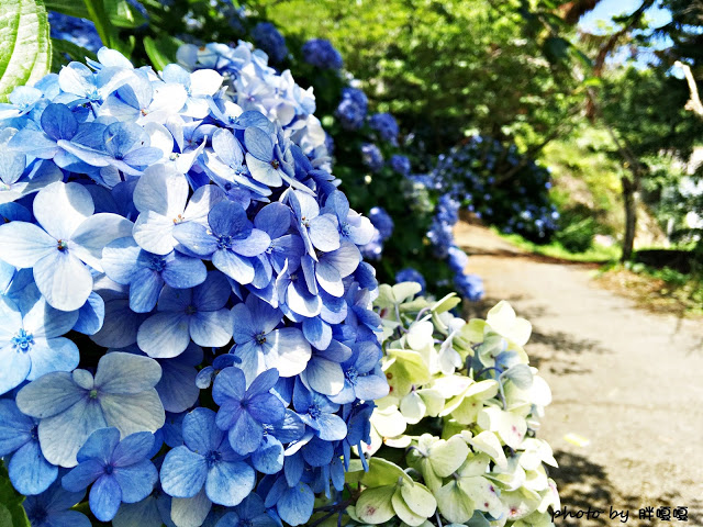 【苗栗 南庄】高山青鱒魚養殖場**紫爆來襲>>繡球花大爆炸