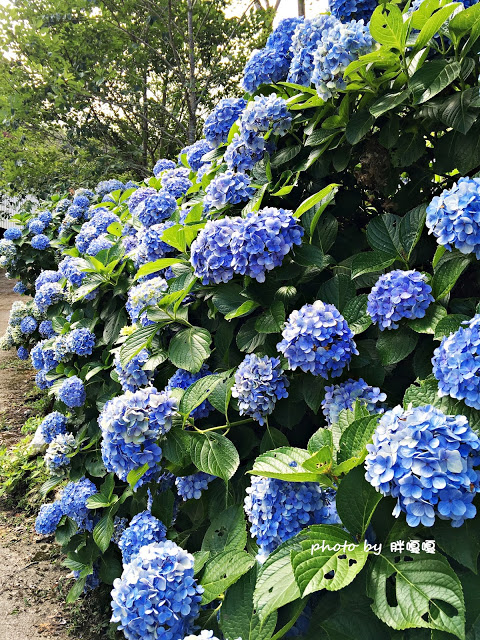 【苗栗 南庄】高山青鱒魚養殖場**紫爆來襲>>繡球花大爆炸