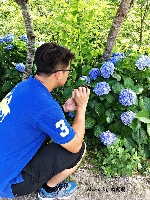 【苗栗 南庄】高山青鱒魚養殖場**紫爆來襲>>繡球花大爆炸