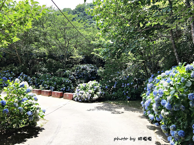 【苗栗 南庄】高山青鱒魚養殖場**紫爆來襲>>繡球花大爆炸