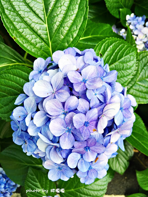 【苗栗 南庄】高山青鱒魚養殖場**紫爆來襲>>繡球花大爆炸