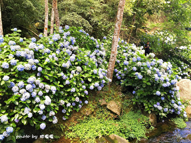 【苗栗 南庄】高山青鱒魚養殖場**紫爆來襲>>繡球花大爆炸