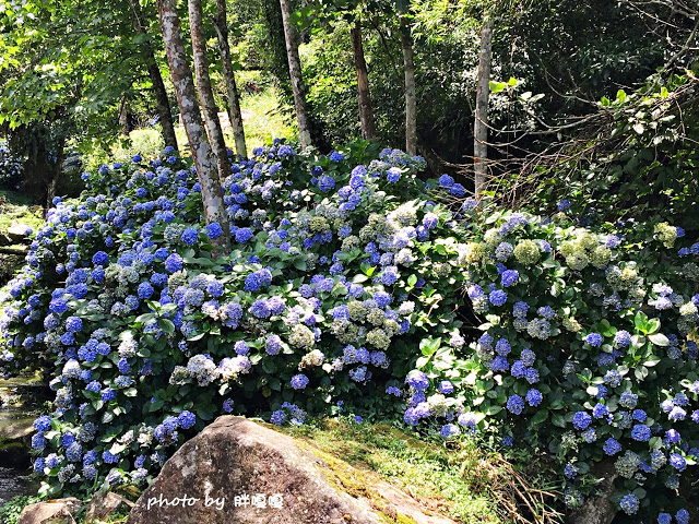 【苗栗 南庄】高山青鱒魚養殖場**紫爆來襲>>繡球花大爆炸