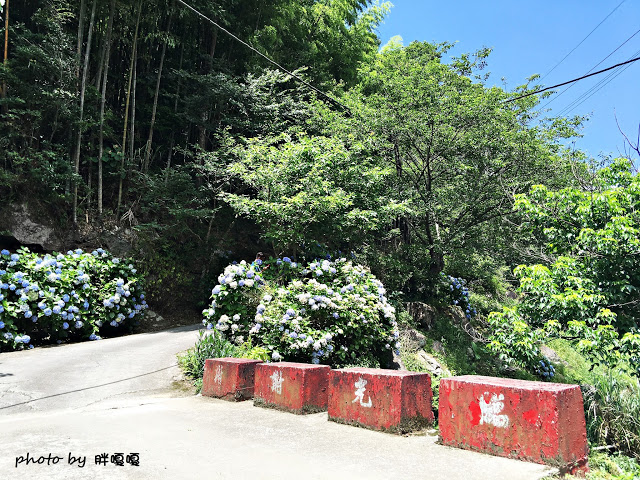 【苗栗 南庄】高山青鱒魚養殖場**紫爆來襲>>繡球花大爆炸