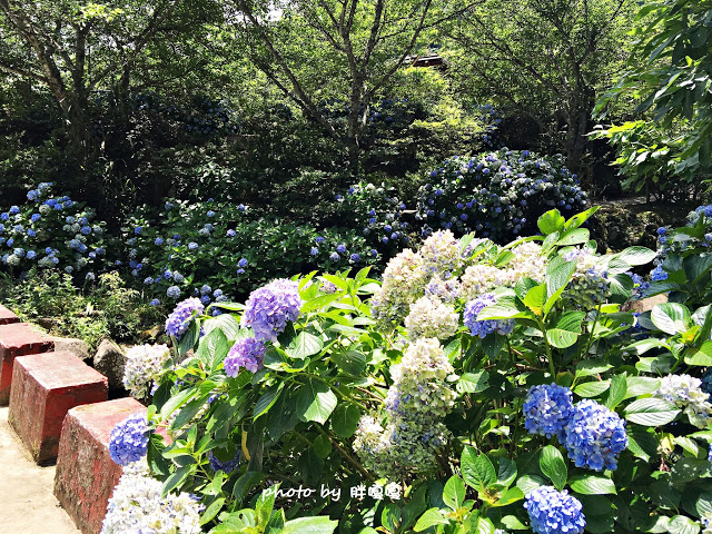 【苗栗 南庄】高山青鱒魚養殖場**紫爆來襲>>繡球花大爆炸