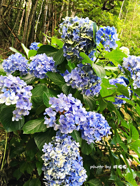 【苗栗 南庄】高山青鱒魚養殖場**紫爆來襲>>繡球花大爆炸