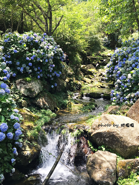 【苗栗 南庄】高山青鱒魚養殖場**紫爆來襲>>繡球花大爆炸