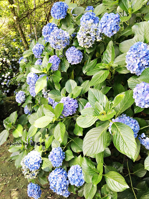 【苗栗 南庄】高山青鱒魚養殖場**紫爆來襲>>繡球花大爆炸