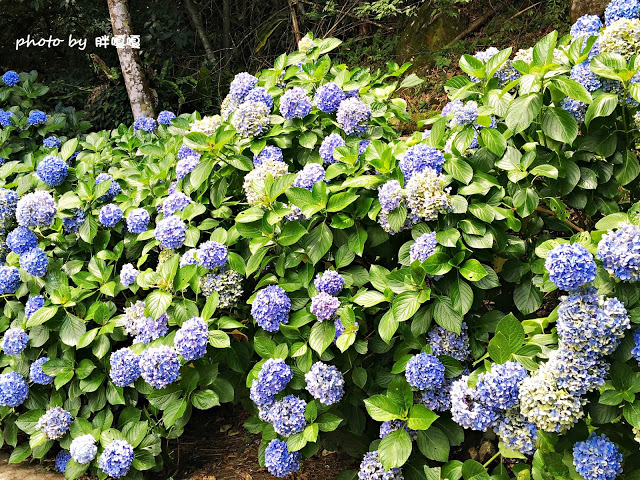 【苗栗 南庄】高山青鱒魚養殖場**紫爆來襲>>繡球花大爆炸