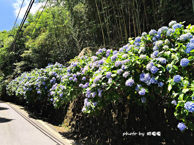 【苗栗 南庄】高山青鱒魚養殖場**紫爆來襲>>繡球花大爆炸