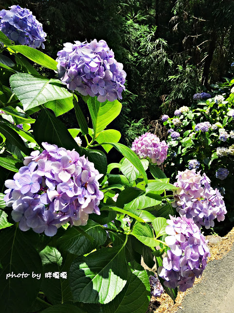 【苗栗 南庄】高山青鱒魚養殖場**紫爆來襲>>繡球花大爆炸