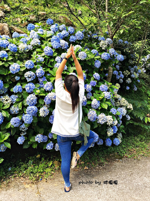 【苗栗 南庄】高山青鱒魚養殖場**紫爆來襲>>繡球花大爆炸