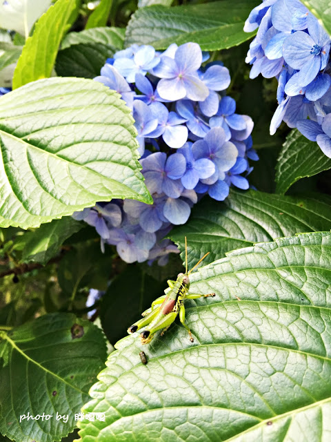 【苗栗 南庄】高山青鱒魚養殖場**紫爆來襲>>繡球花大爆炸