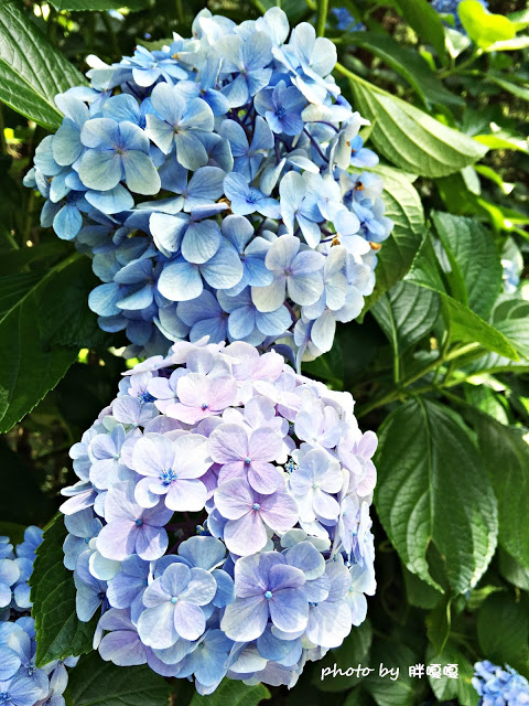 【苗栗 南庄】高山青鱒魚養殖場**紫爆來襲>>繡球花大爆炸