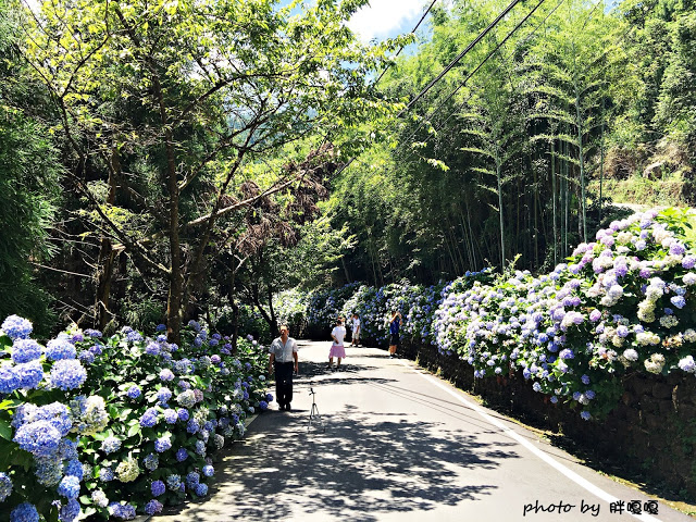 【苗栗 南庄】高山青鱒魚養殖場**紫爆來襲>>繡球花大爆炸
