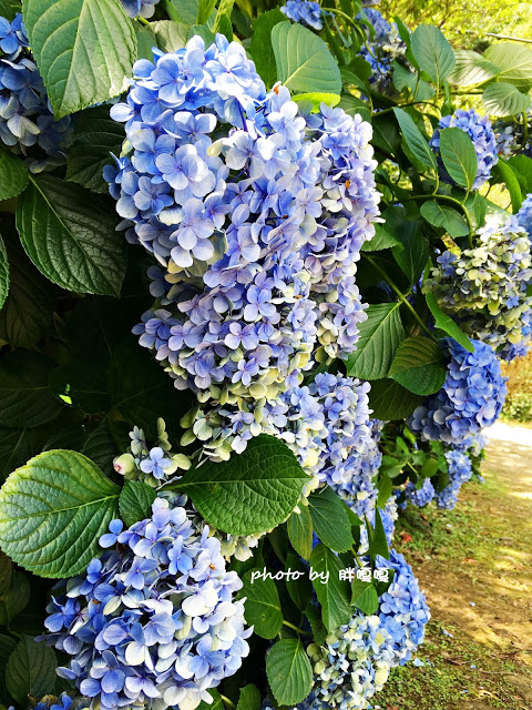 【苗栗 南庄】高山青鱒魚養殖場**紫爆來襲>>繡球花大爆炸