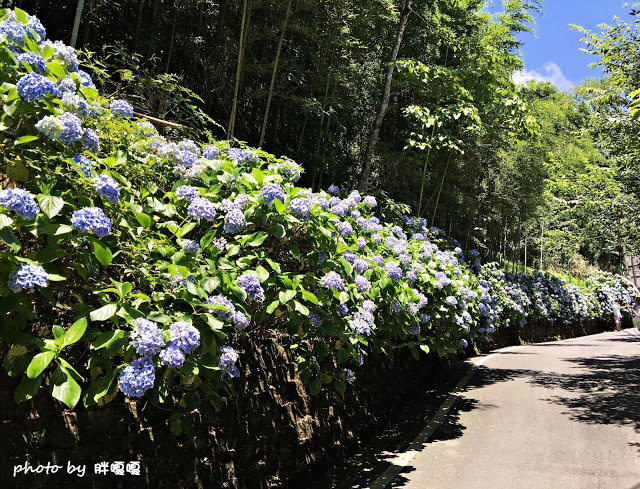 【苗栗 南庄】高山青鱒魚養殖場**紫爆來襲>>繡球花大爆炸