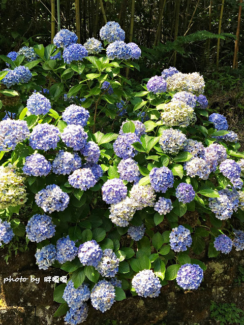 【苗栗 南庄】高山青鱒魚養殖場**紫爆來襲>>繡球花大爆炸