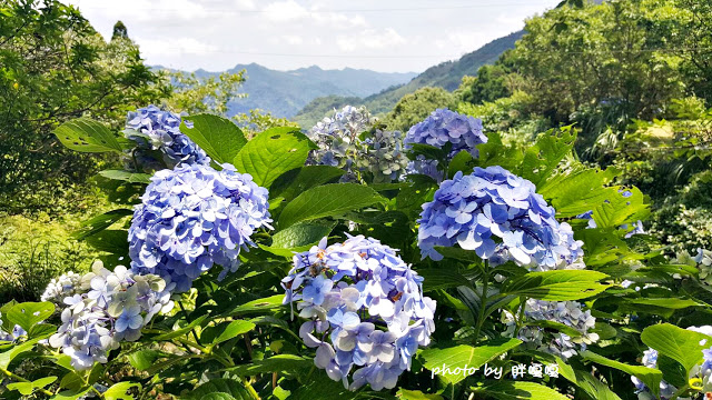 【苗栗 南庄】高山青鱒魚養殖場**紫爆來襲>>繡球花大爆炸