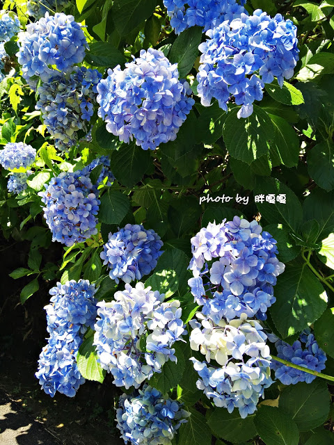 【苗栗 南庄】高山青鱒魚養殖場**紫爆來襲>>繡球花大爆炸