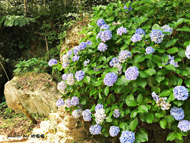 【苗栗 南庄】高山青鱒魚養殖場**紫爆來襲>>繡球花大爆炸