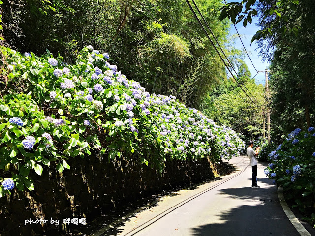【苗栗 南庄】高山青鱒魚養殖場**紫爆來襲>>繡球花大爆炸