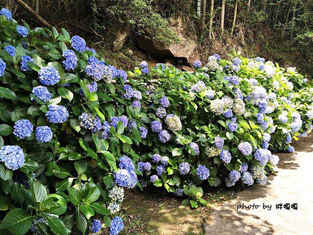 【苗栗 南庄】高山青鱒魚養殖場**紫爆來襲>>繡球花大爆炸