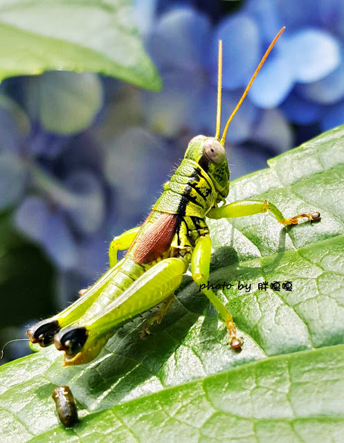 【苗栗 南庄】高山青鱒魚養殖場**紫爆來襲>>繡球花大爆炸