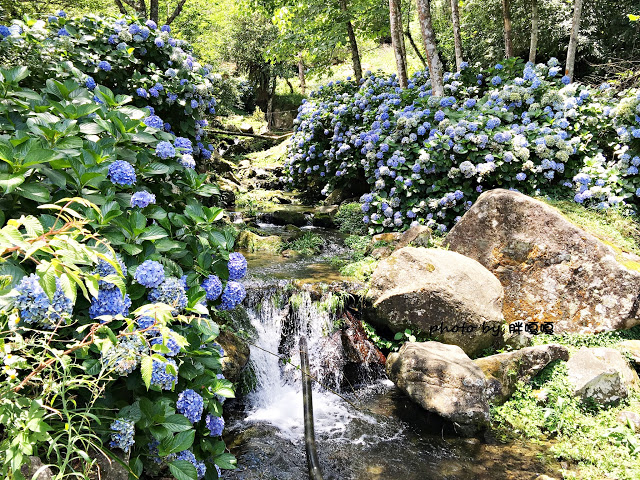 【苗栗 南庄】高山青鱒魚養殖場**紫爆來襲>>繡球花大爆炸