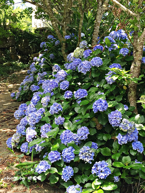 【苗栗 南庄】高山青鱒魚養殖場**紫爆來襲>>繡球花大爆炸