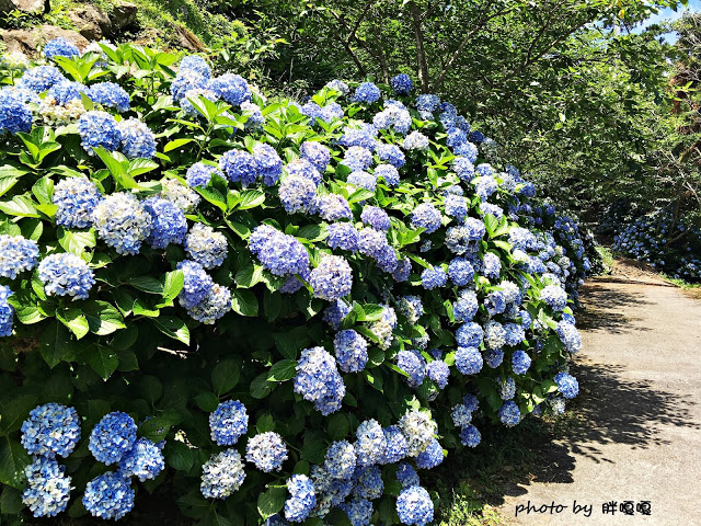 【苗栗 南庄】高山青鱒魚養殖場**紫爆來襲>>繡球花大爆炸
