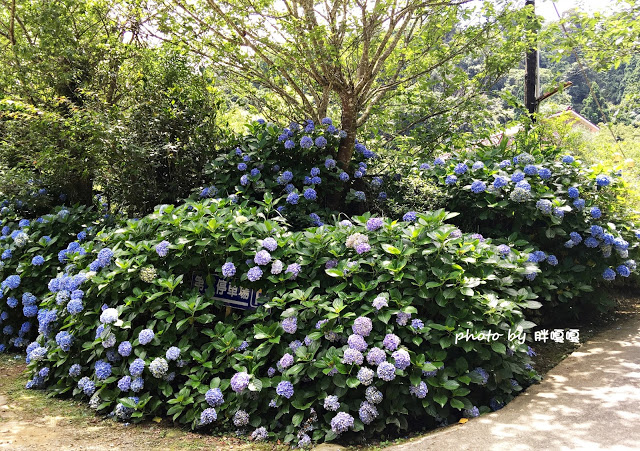 【苗栗 南庄】高山青鱒魚養殖場**紫爆來襲>>繡球花大爆炸