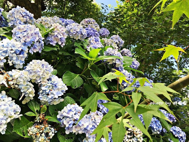 【苗栗 南庄】高山青鱒魚養殖場**紫爆來襲>>繡球花大爆炸