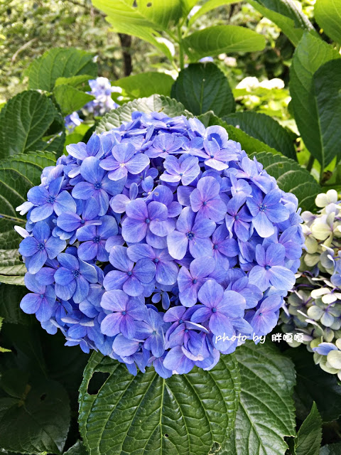 【苗栗 南庄】高山青鱒魚養殖場**紫爆來襲>>繡球花大爆炸