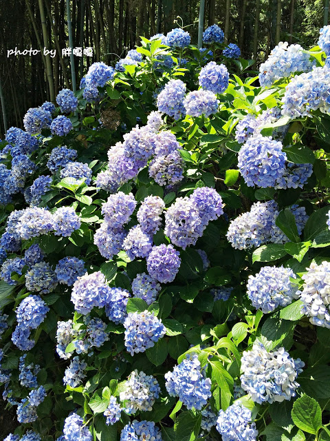 【苗栗 南庄】高山青鱒魚養殖場**紫爆來襲>>繡球花大爆炸
