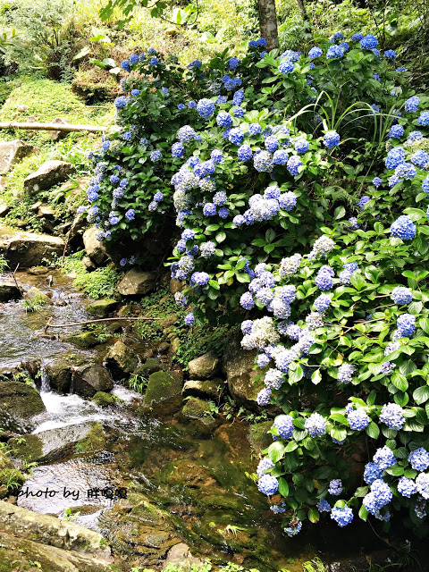 【苗栗 南庄】高山青鱒魚養殖場**紫爆來襲>>繡球花大爆炸