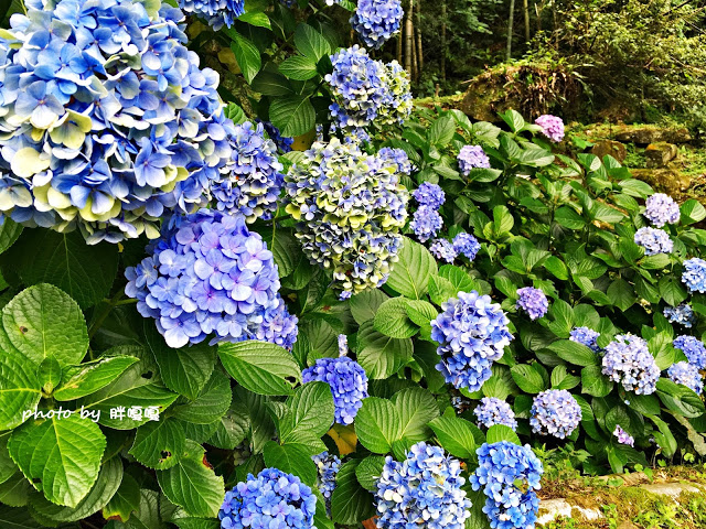 【苗栗 南庄】高山青鱒魚養殖場**紫爆來襲>>繡球花大爆炸