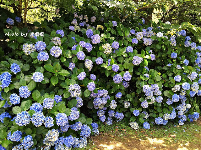 【苗栗 南庄】高山青鱒魚養殖場**紫爆來襲>>繡球花大爆炸