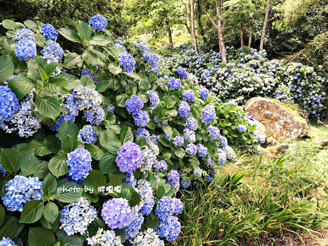 【苗栗 南庄】高山青鱒魚養殖場**紫爆來襲>>繡球花大爆炸