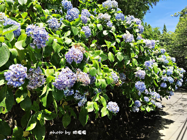 【苗栗 南庄】高山青鱒魚養殖場**紫爆來襲>>繡球花大爆炸