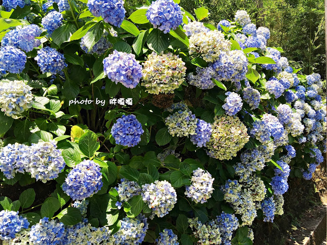 【苗栗 南庄】高山青鱒魚養殖場**紫爆來襲>>繡球花大爆炸
