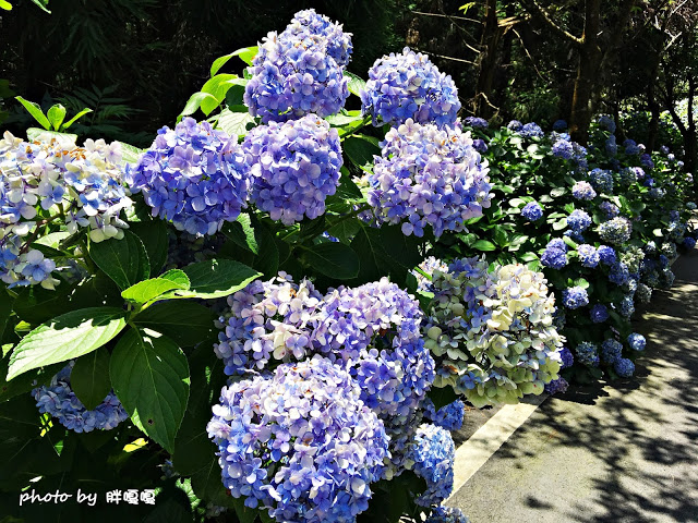 【苗栗 南庄】高山青鱒魚養殖場**紫爆來襲>>繡球花大爆炸