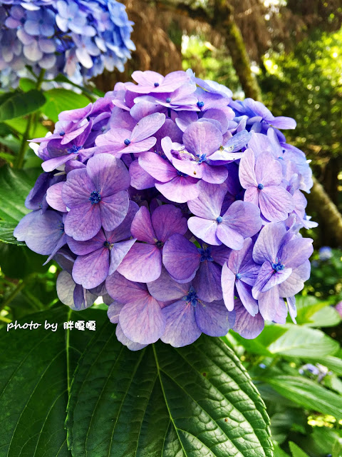 【苗栗 南庄】高山青鱒魚養殖場**紫爆來襲>>繡球花大爆炸