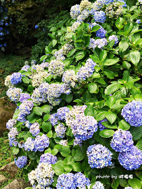 【苗栗 南庄】高山青鱒魚養殖場**紫爆來襲>>繡球花大爆炸