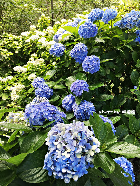 【苗栗 南庄】高山青鱒魚養殖場**紫爆來襲>>繡球花大爆炸