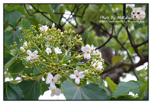 507高地美健農場(苗栗卓蘭)