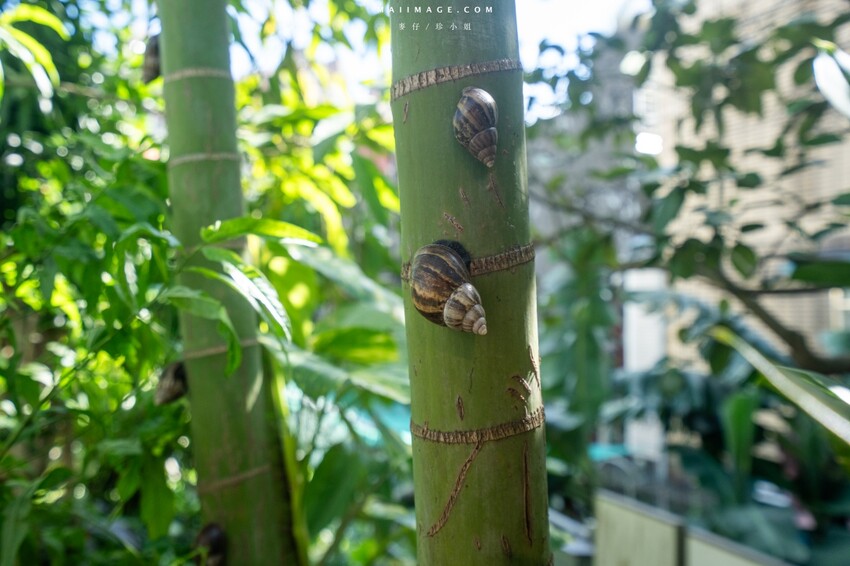 汐止隱藏版越南料理老店！700坪花園景觀「銘記越南美食」，越南火鍋必吃。
