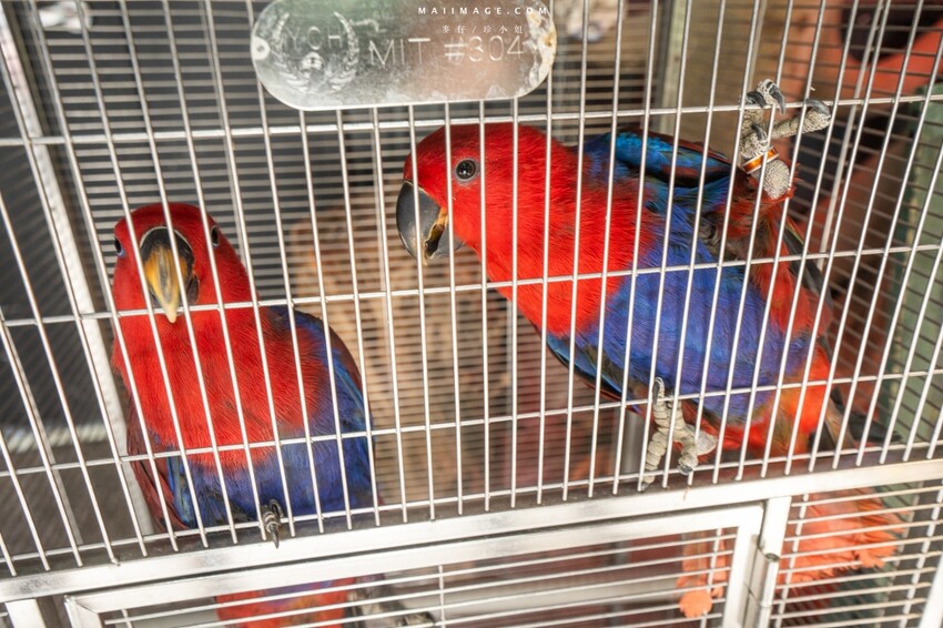 汐止隱藏版越南料理老店！700坪花園景觀「銘記越南美食」，越南火鍋必吃。