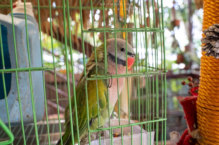 汐止隱藏版越南料理老店！700坪花園景觀「銘記越南美食」，越南火鍋必吃。